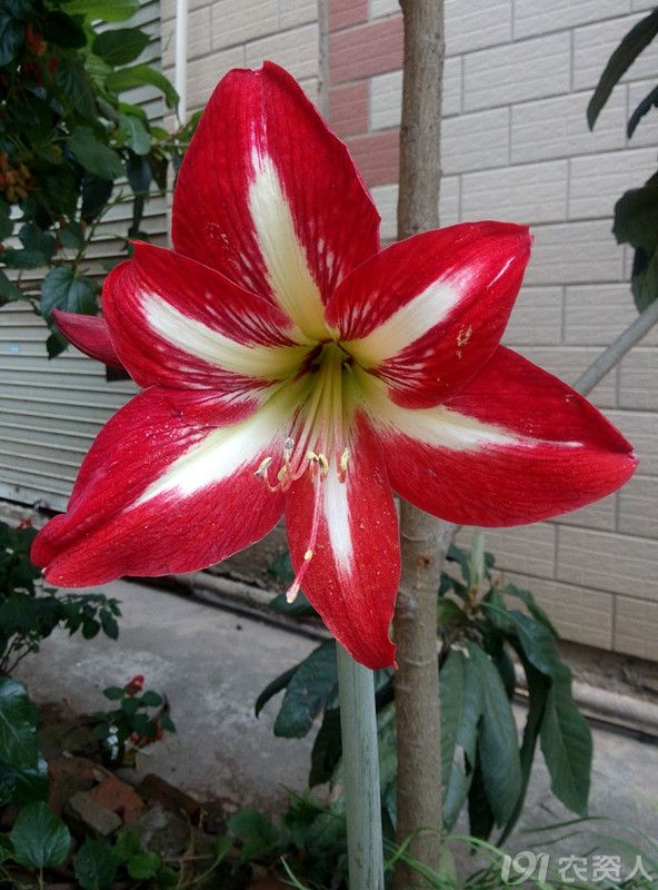 北方南方东南西北花