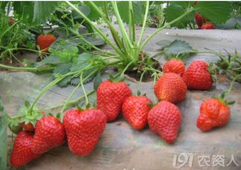 草莓生长对环境的要求