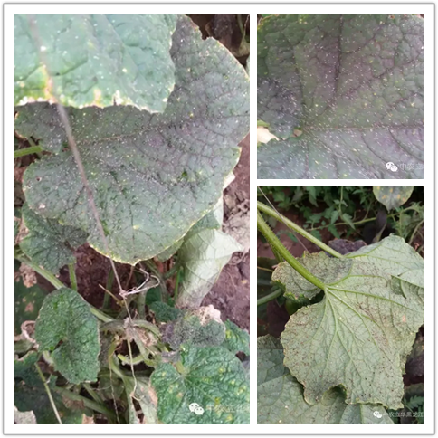 牡丹江地区力作对瓜蚜的防治效果展示