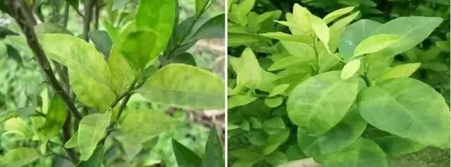 柑橘常见的八大致命病害,如何防治有妙招!