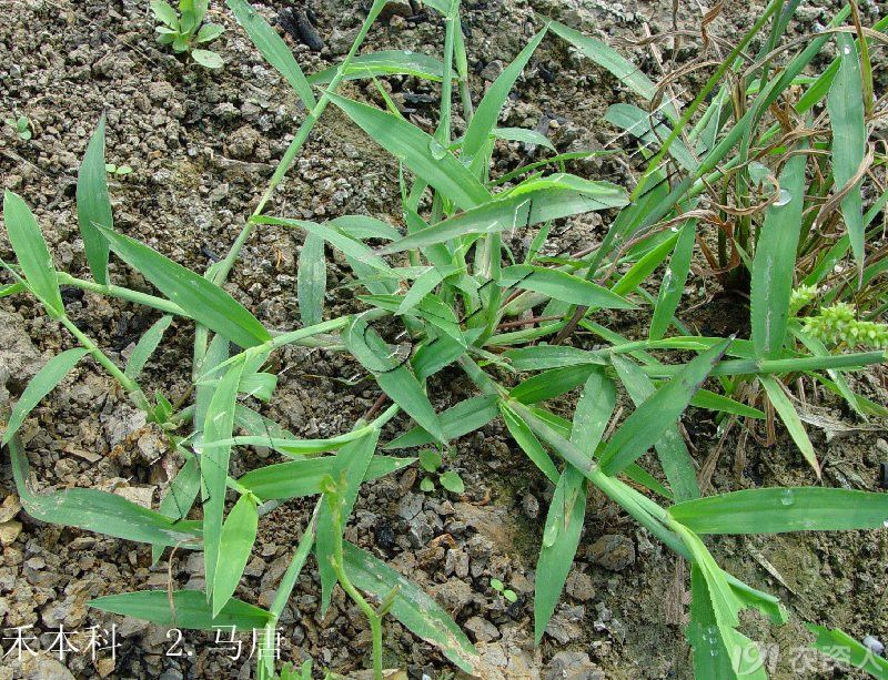 马唐的识别与防治策略(2)