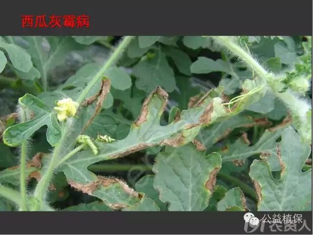 西瓜病虫害高清图谱