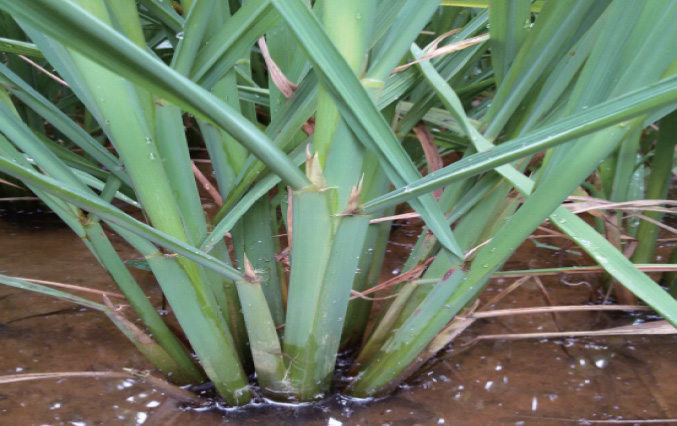 控制稻飞虱,还得讲科学---护瑞打飞虱,管得住管得久