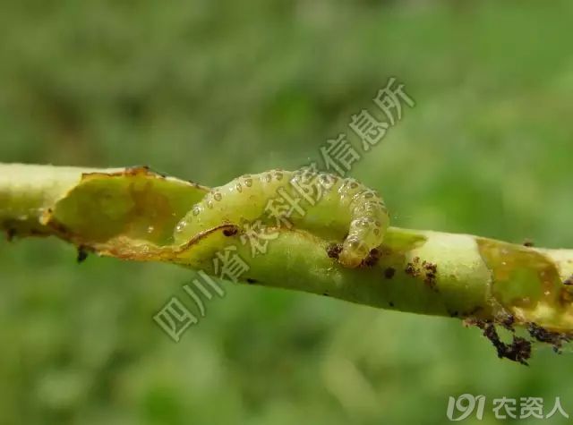 3,虫害豇豆荚螟