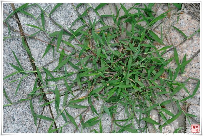 毛马唐的识别与防治策略(杂草4)