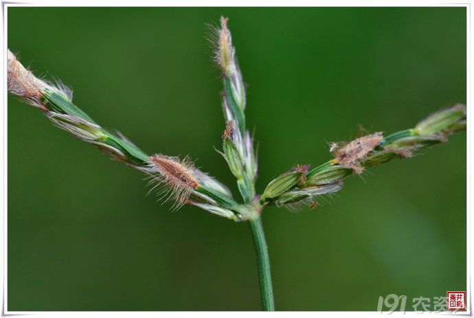 毛马唐的识别与防治策略杂草4