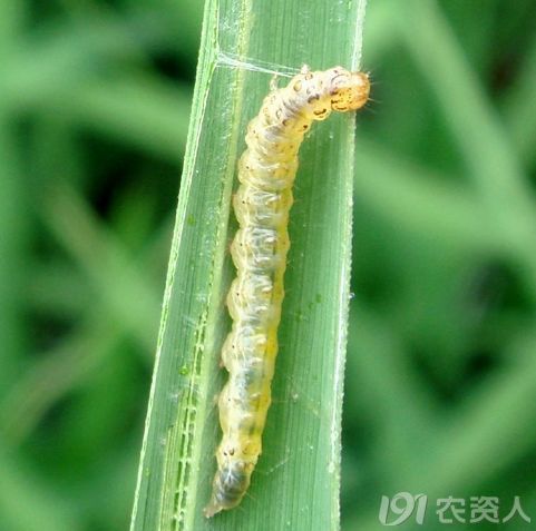 稻纵卷叶螟的识别与防治策略