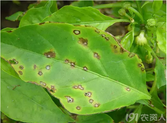 一分钟读懂辣椒叶部病害