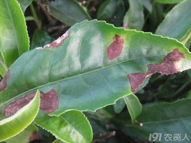茶叶病虫害图片（茶叶病虫害图片对照） 茶叶病虫害图片（茶叶病虫害图片对照）《茶叶病虫害大全》 茶叶资讯