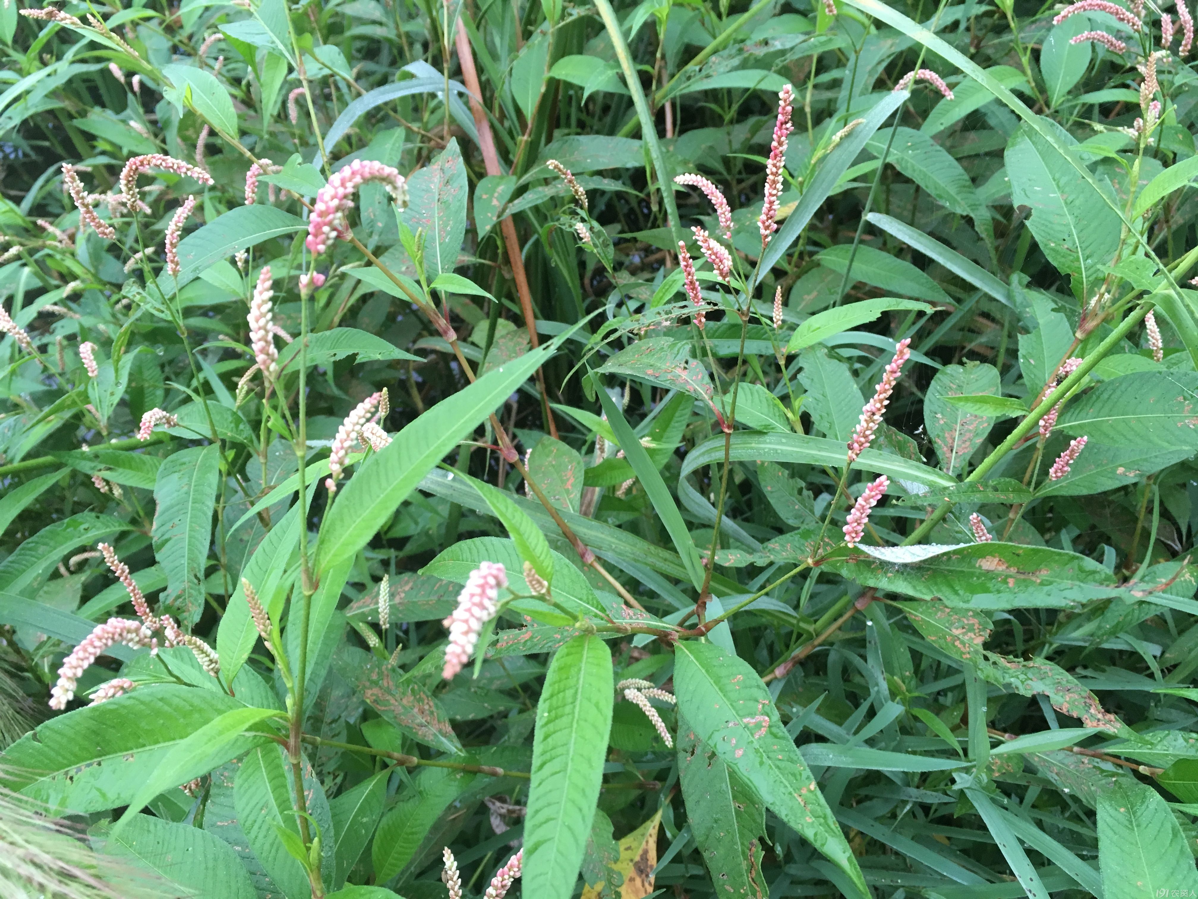 知客 水蓼与红蓼 蓼科 农人走天下 191农资人 农技社区服务平台 触屏版