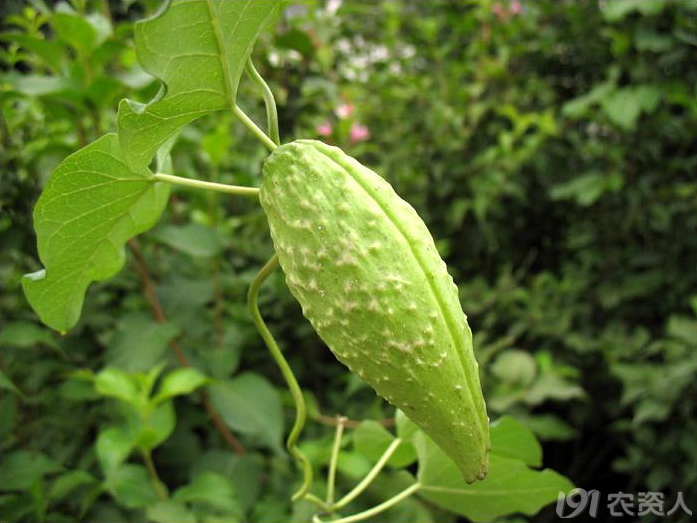 【知客】农村人叫它野山药,诗经中的芄兰名萝藦