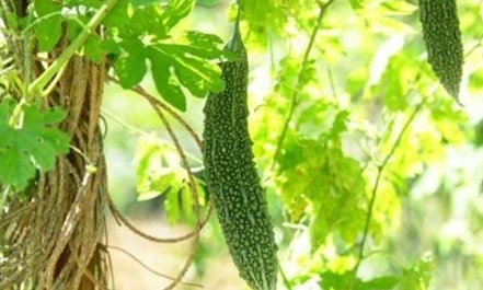 苦瓜畸形瓜形成的原因及防治方法