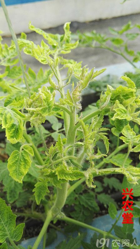 兴农堂番茄ty病毒病
