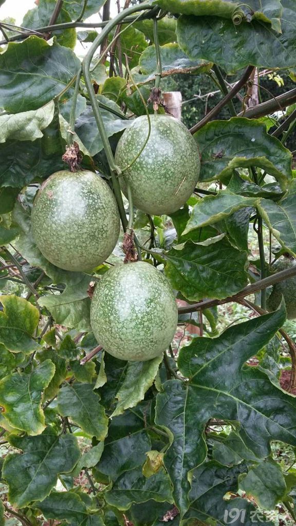 种状元百香果熟了远方的朋友等你来