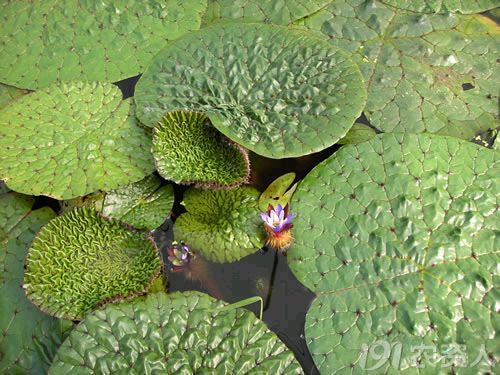 种状元美味可口的刺莲果