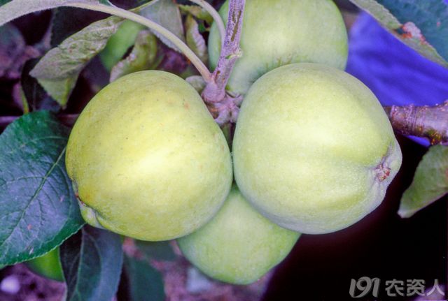 苹果品种之十三 黄魁