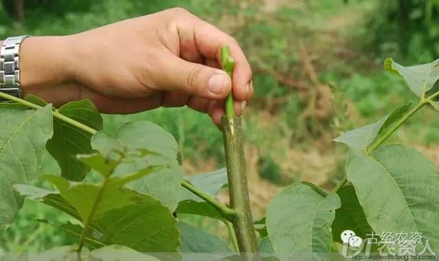 劈接和t字型芽接圖解