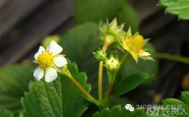 设施草莓疏花疏果技术