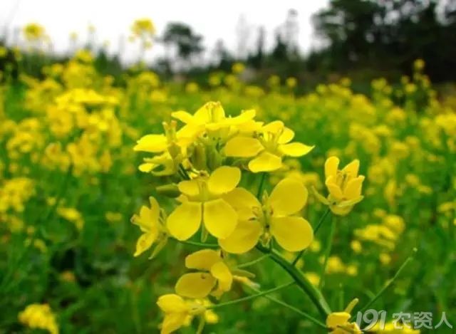 去津每亩有效成份超过133克,广灭灵(异恶草松)每亩有效成份超过48克的