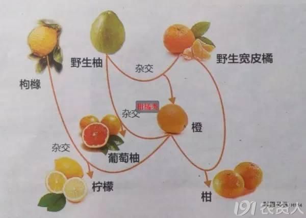 柑橘类水果普遍减产,橙子涨价,为啥桔子却跌了?