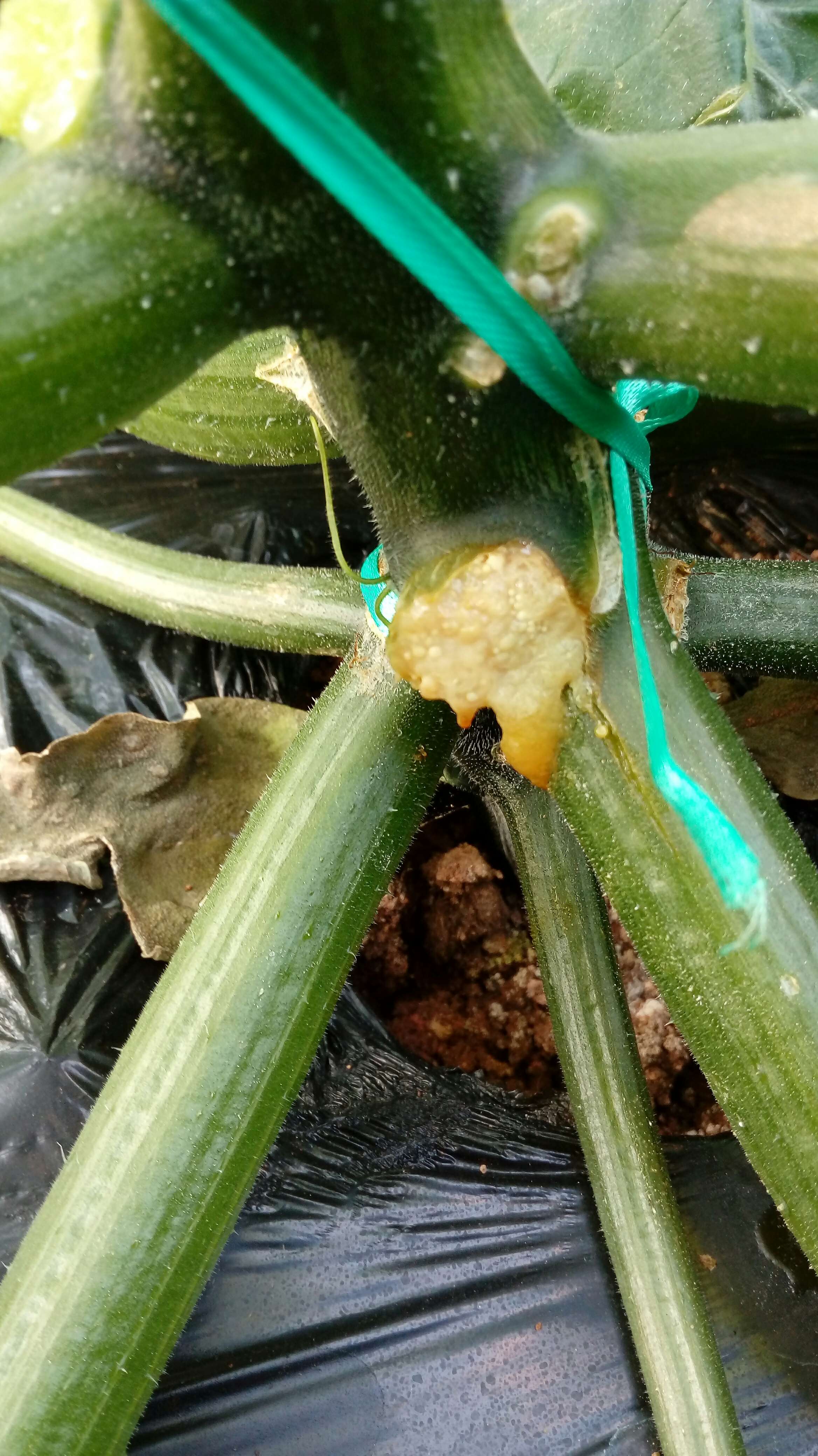 求助西葫芦软腐病严重如何处置