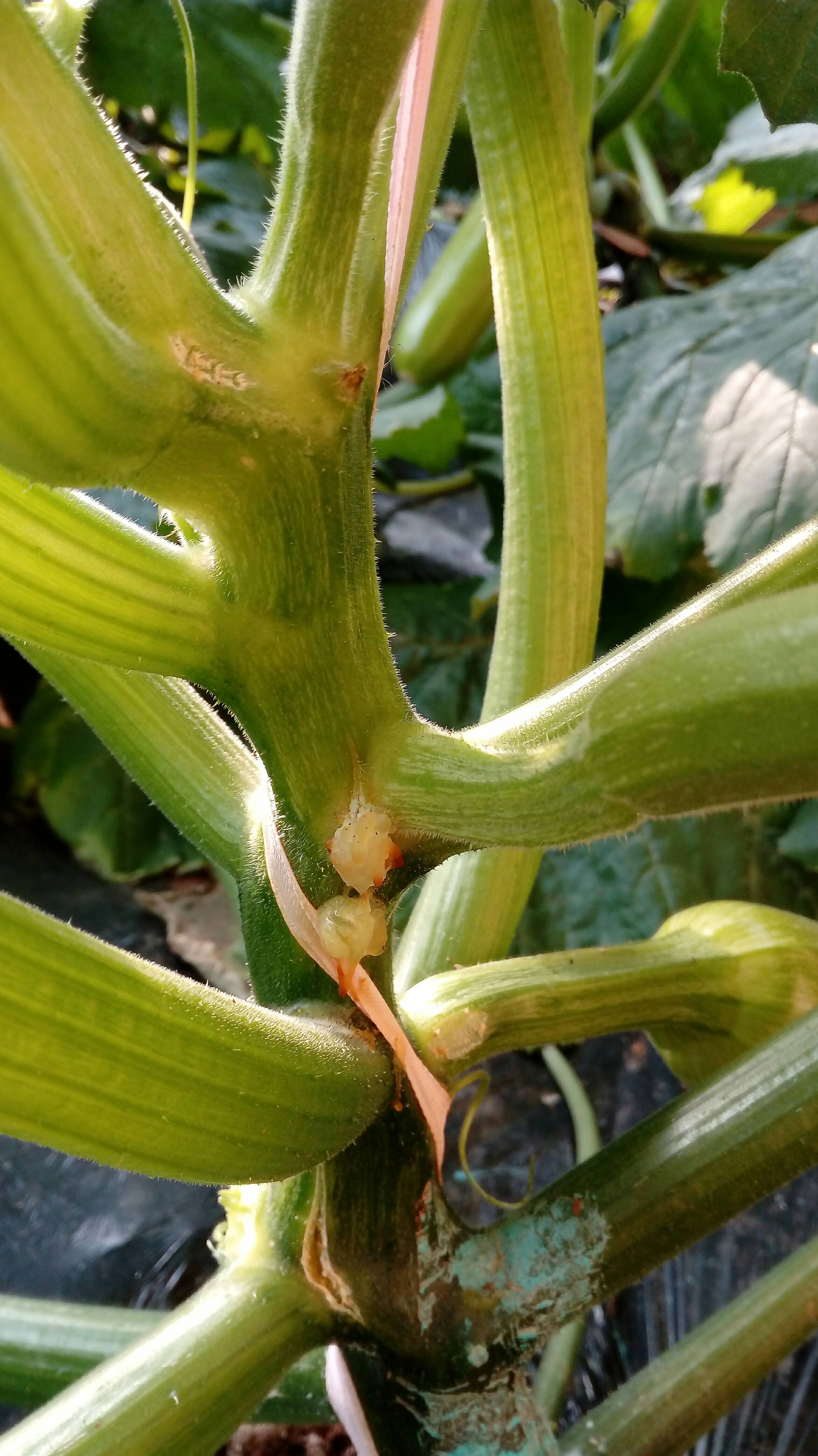 求助西葫芦软腐病严重如何处置