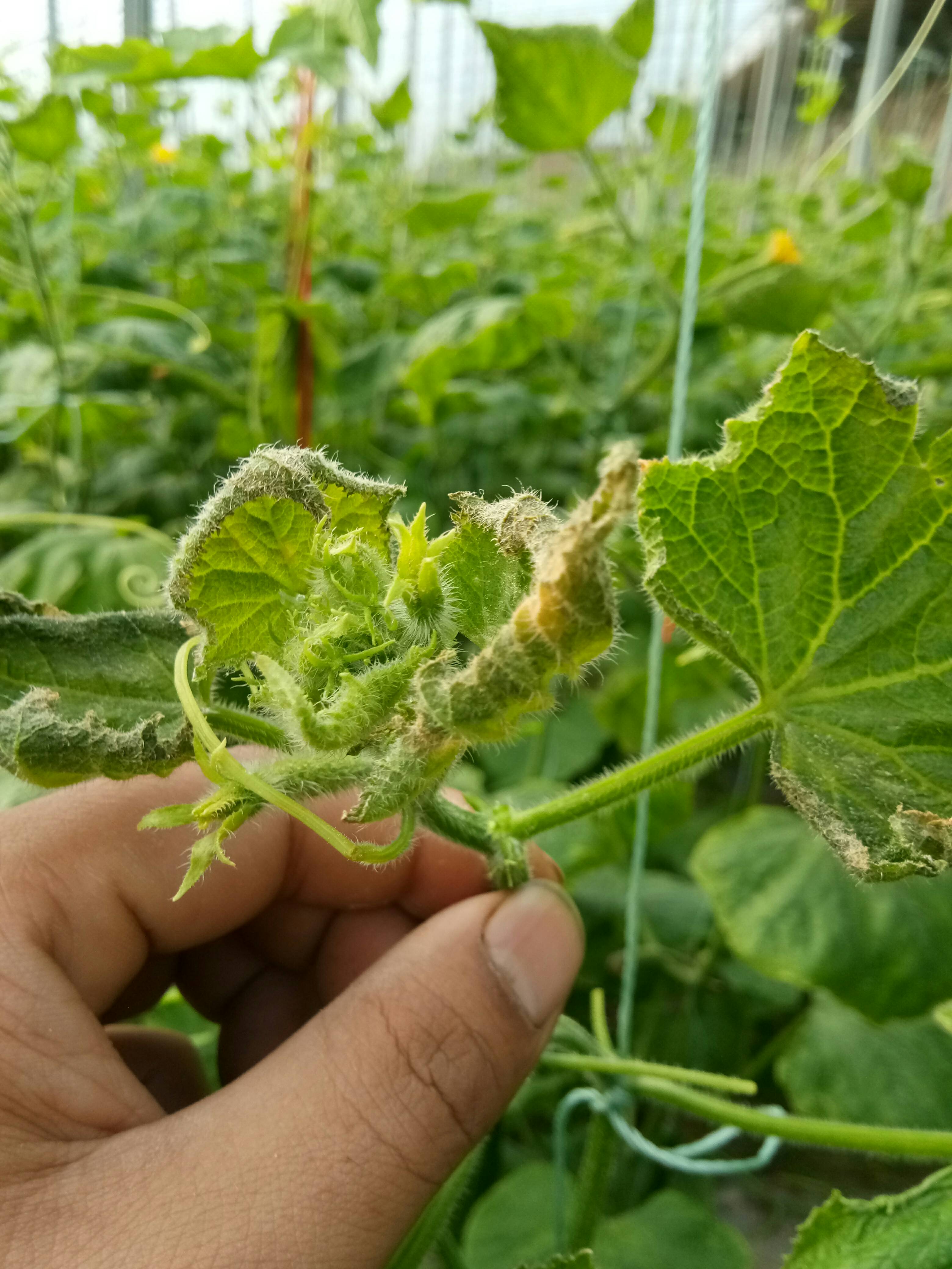 黄瓜病有谁知道这是什么病啊