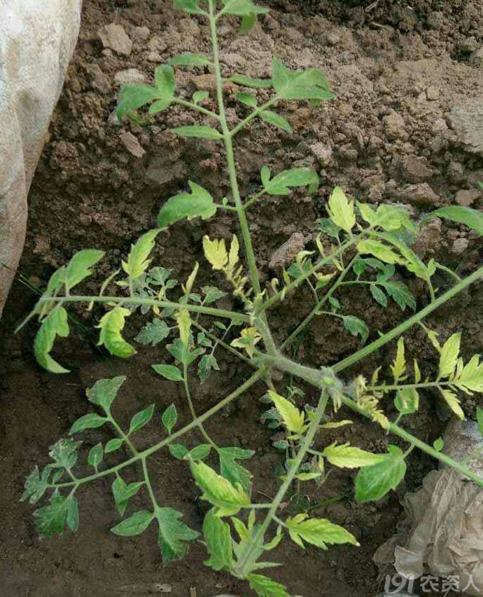 番茄全程管理方案初花期管理重點