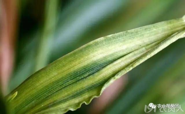 小麦黄花叶病的发生与防治