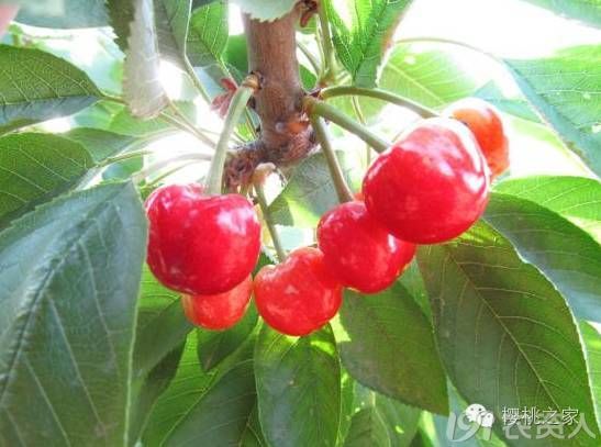 几个常见国外大樱桃品种介绍