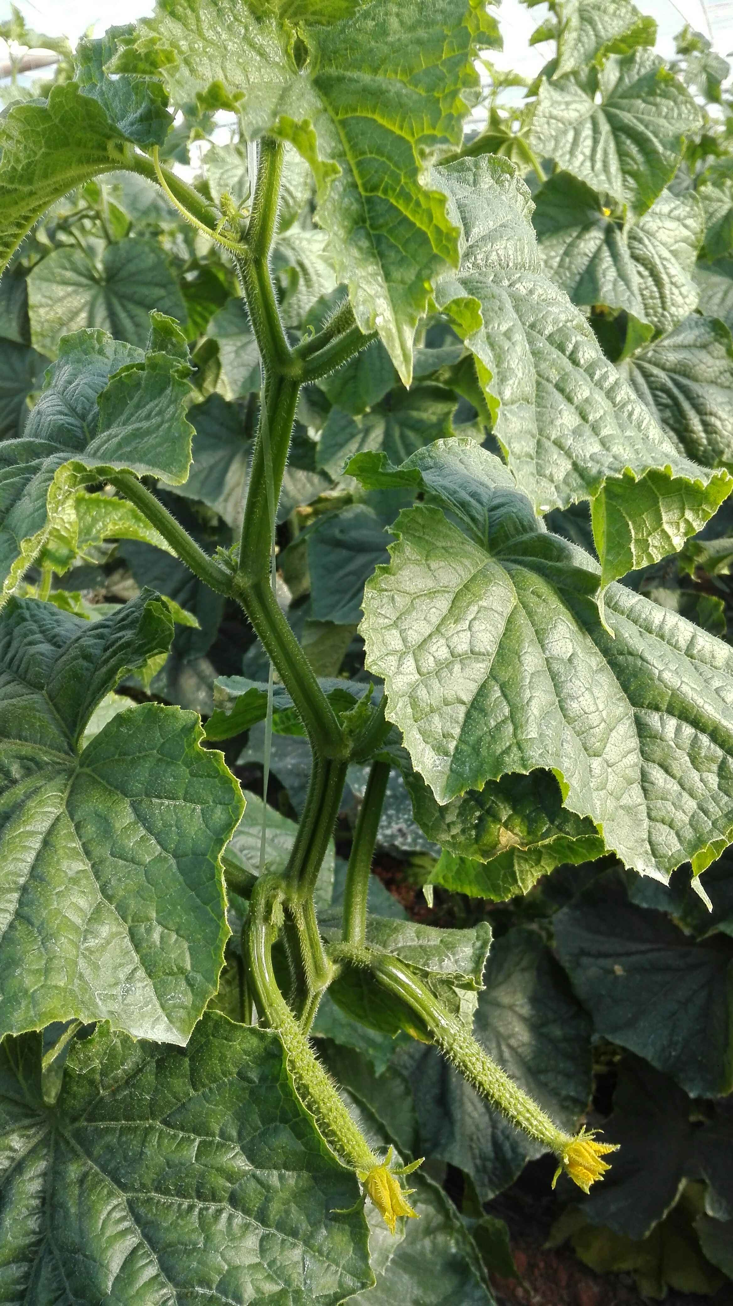 黄瓜叶片不太舒展往下垂老师们帮忙看看是什么问题