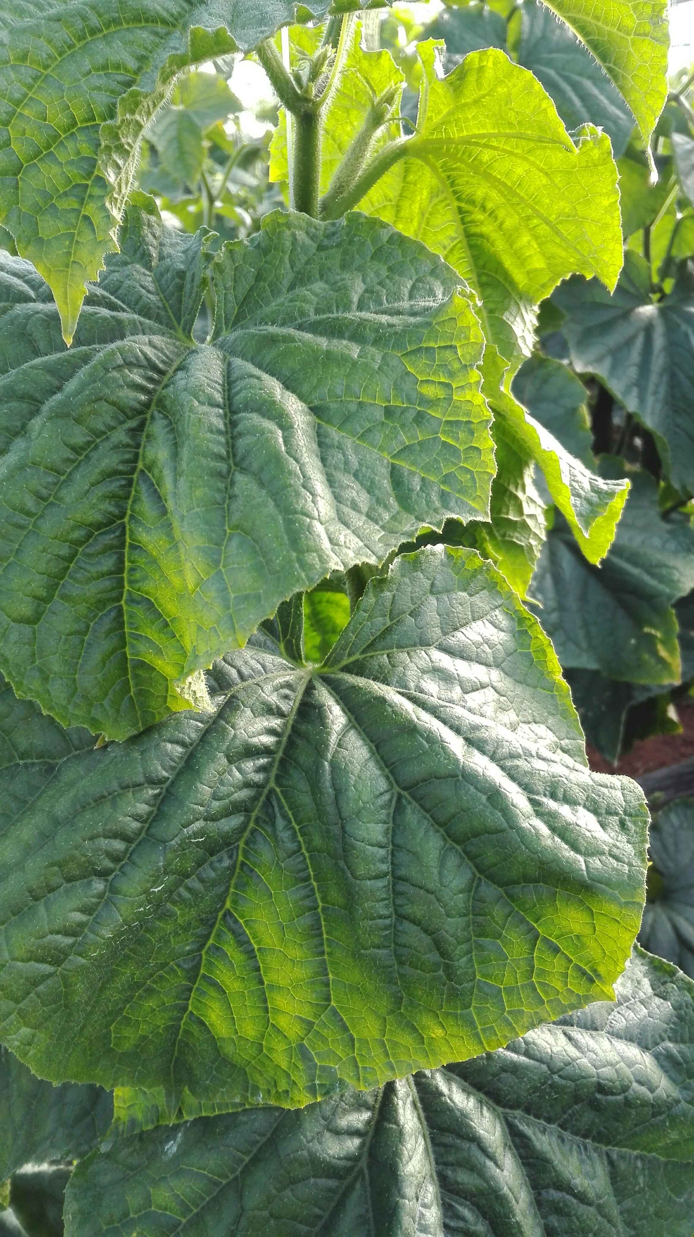 黄瓜叶片不太舒展往下垂老师们帮忙看看是什么问题