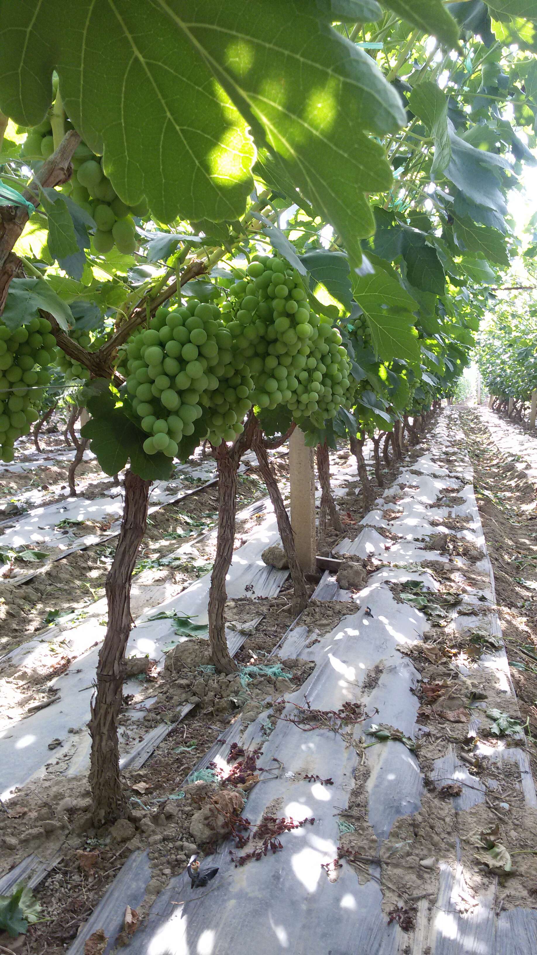 红提葡萄种植技术管理