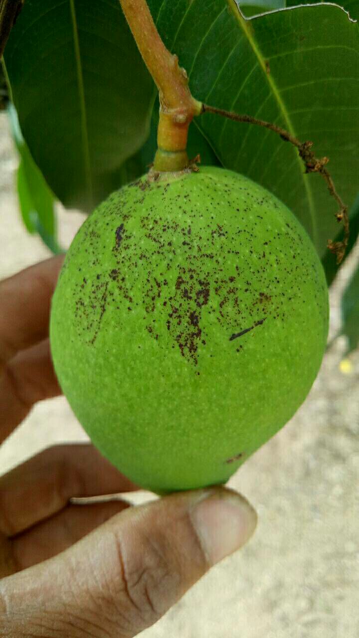 芒果是炭疽病吗