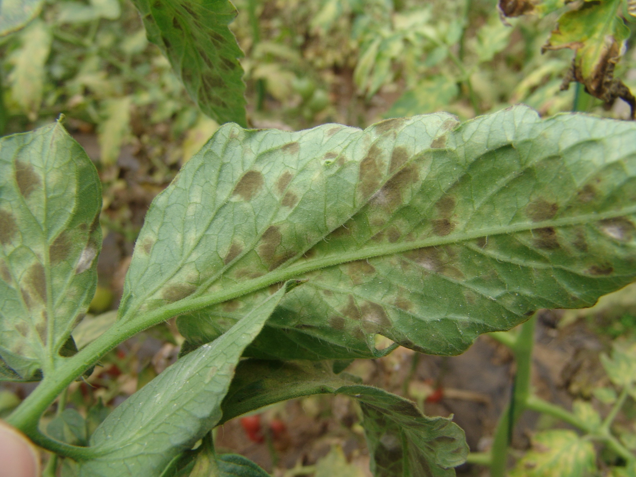 番茄怎么了_病虫草图_191农资人 - 农技社区服务平台