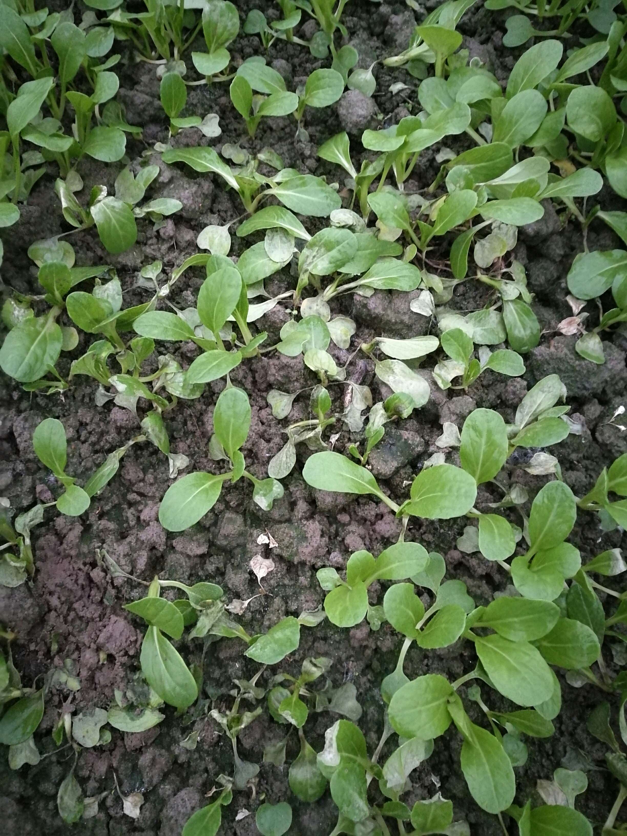 小白菜叶子出现这个症状