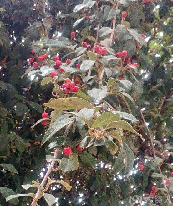 【知客】牛筋条上挂红臼