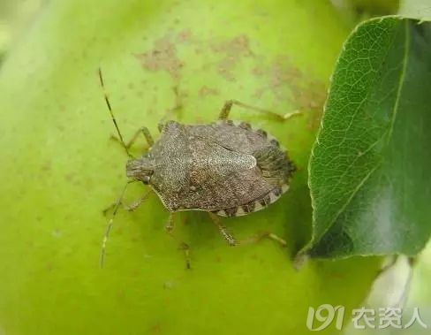 绿盲蝽在桃树上的发生危害及防治措施