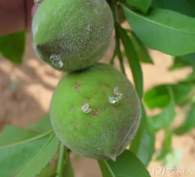 绿盲蝽在桃树上的发生危害及防治措施