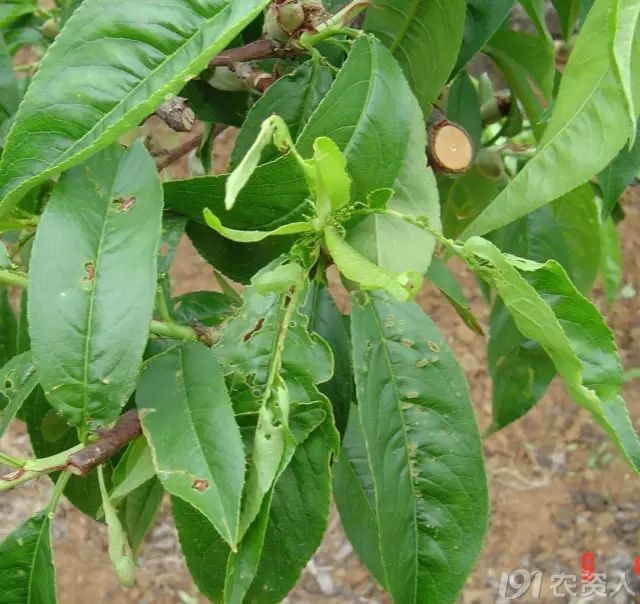 绿盲蝽在桃树上的发生危害及防治措施