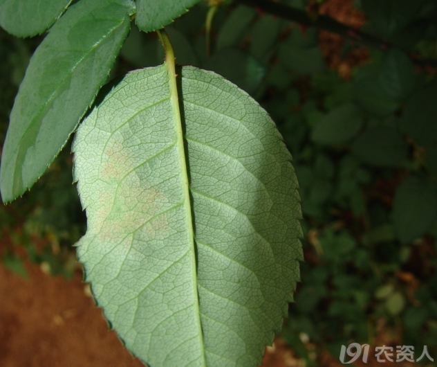 月季病害高清图谱