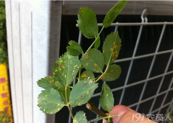 月季病害高清图谱