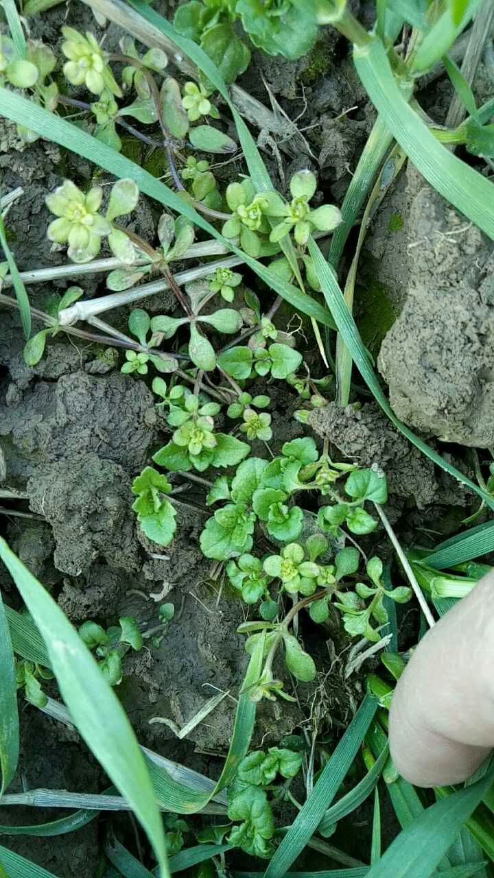 求救,小麥田闊葉雜草!