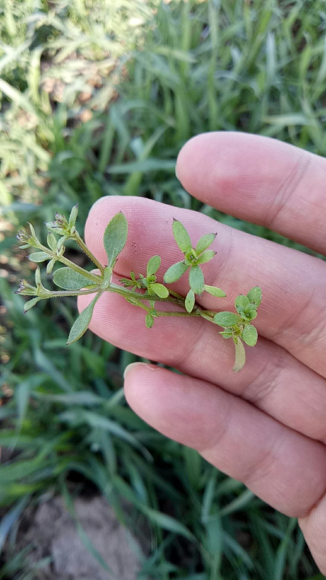 求救,小麦田阔叶杂草!