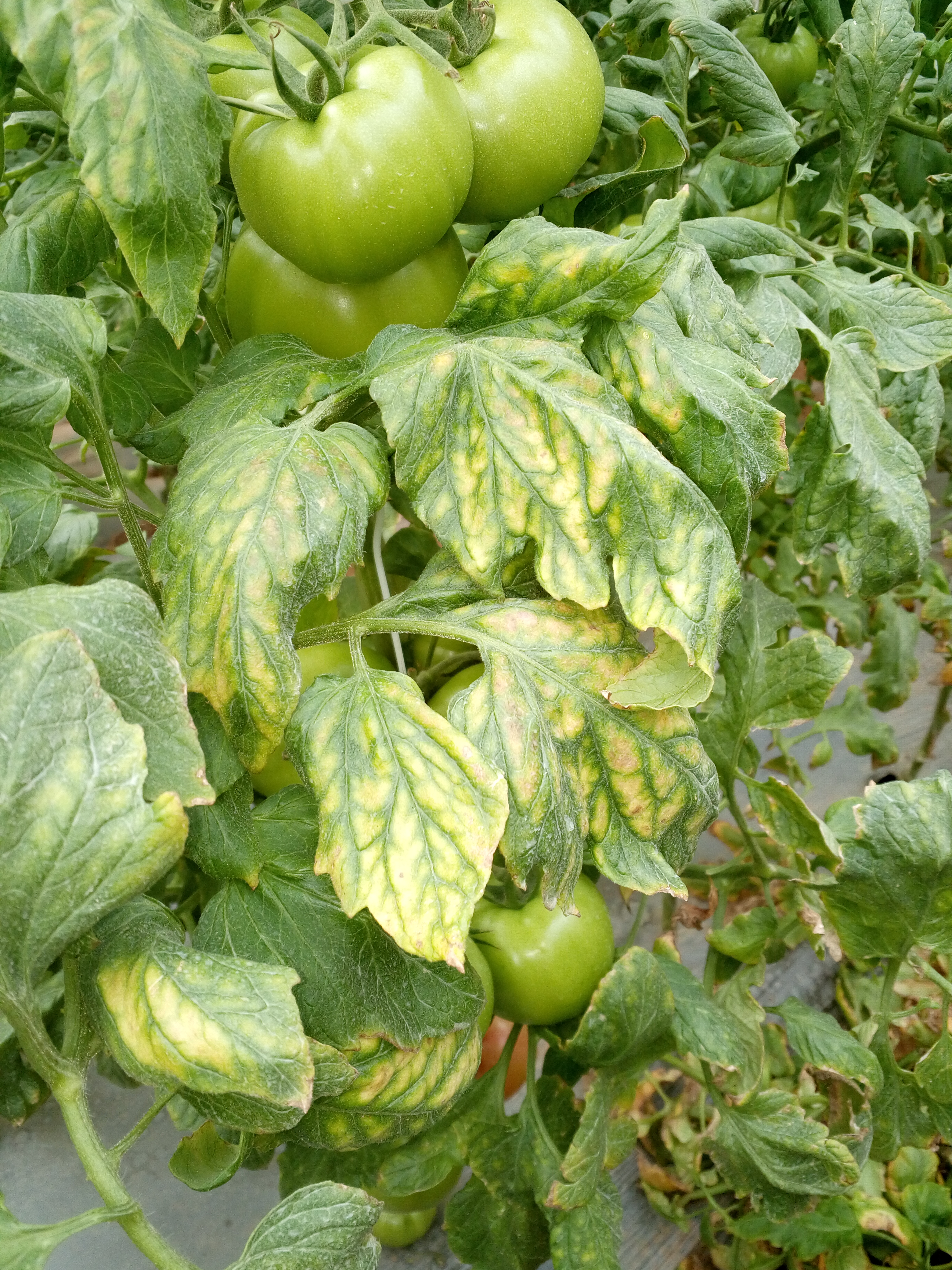 西红柿缺钙症状图片图片