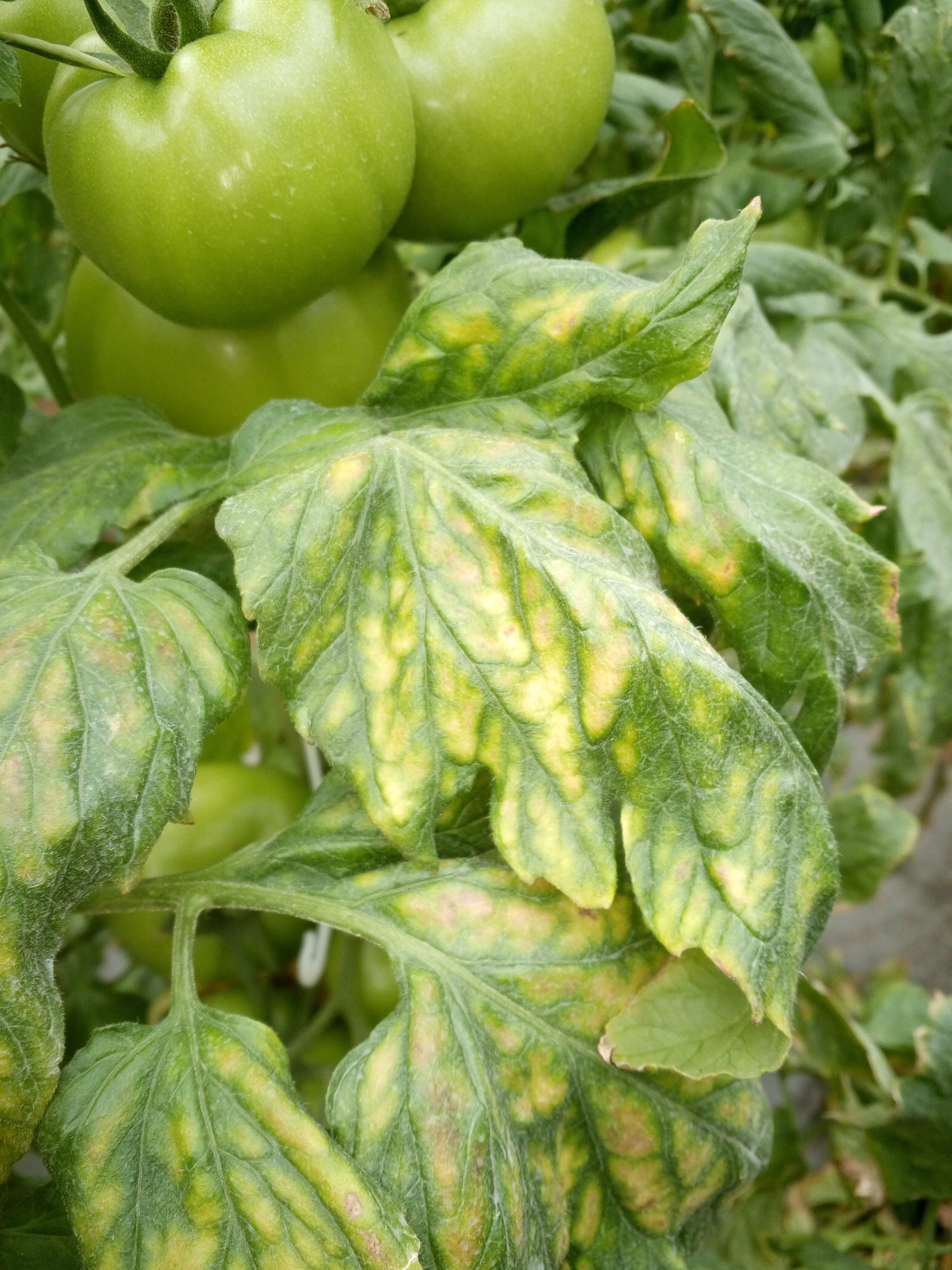 番茄这是缺素吗