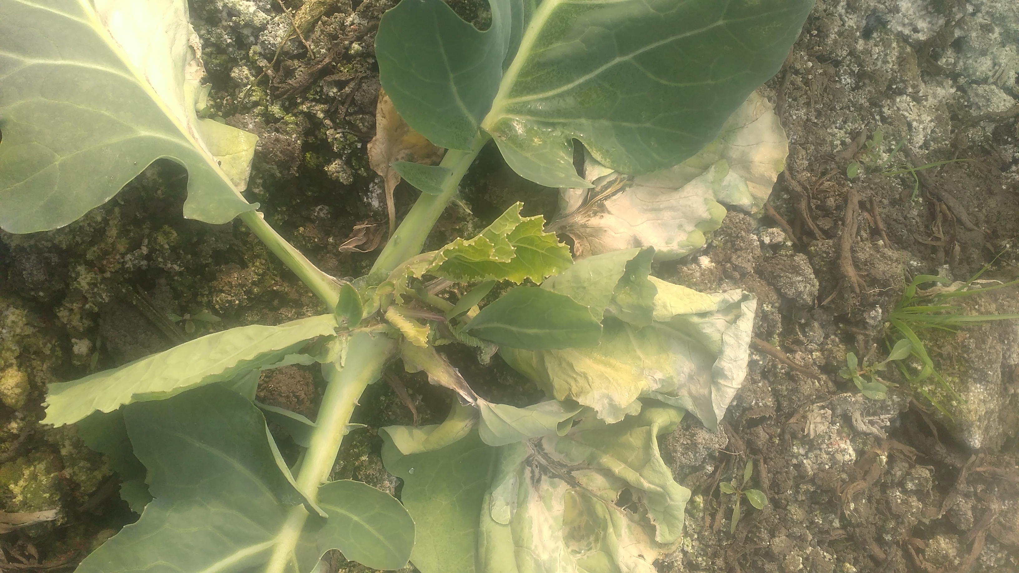 花菜烂心是咋回事了