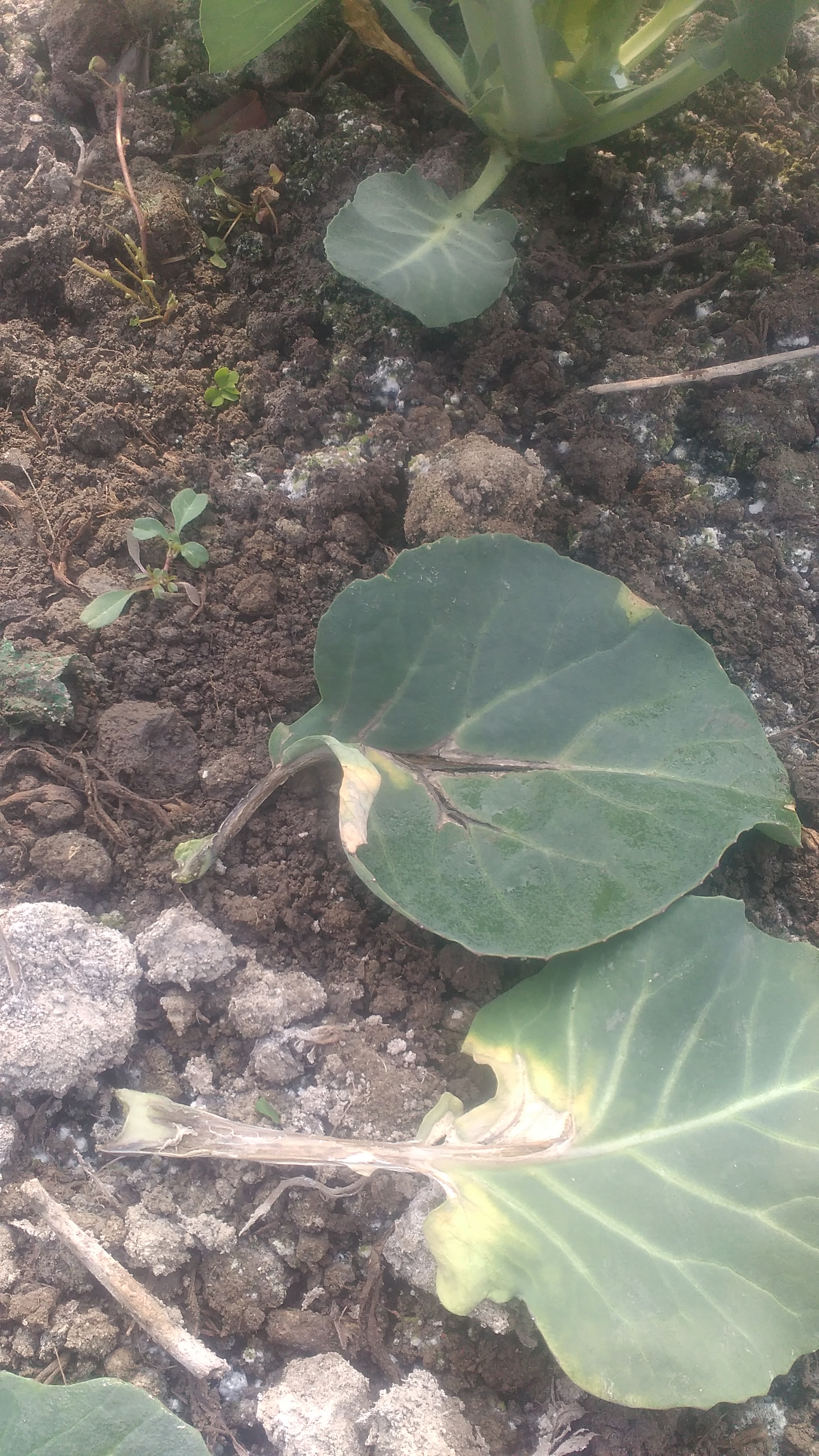 花菜烂心是咋回事了