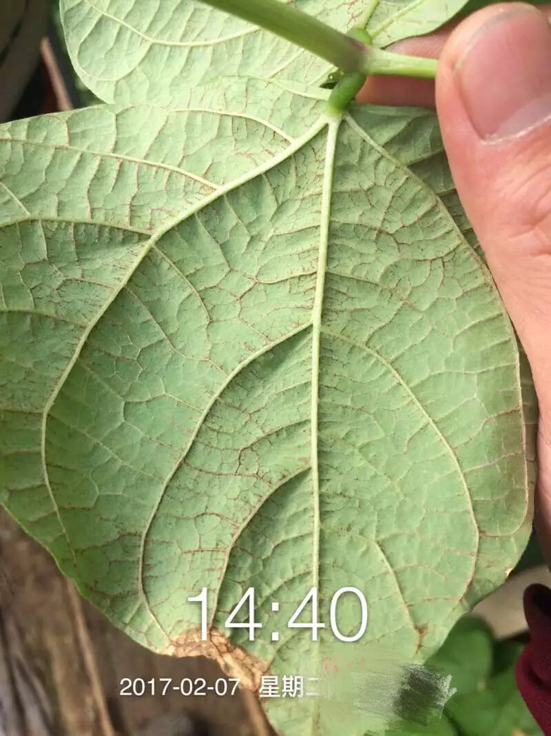 大家给看看这芸豆叶怎么啦只在叶背面有是锈病吗打什么药好