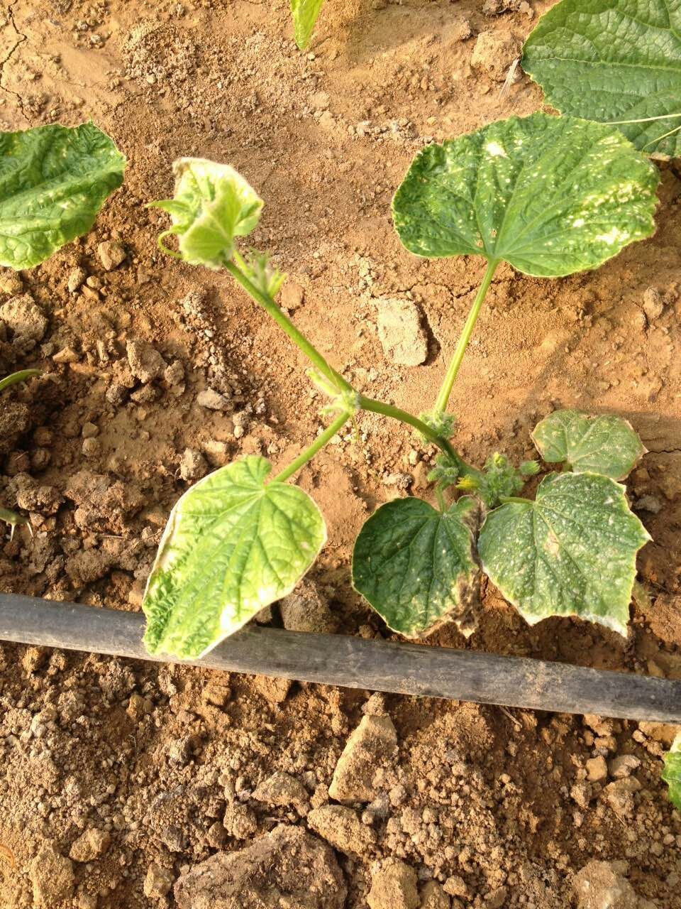 求助,冬季大棚黄瓜病害,这是怎么了,能根治吗